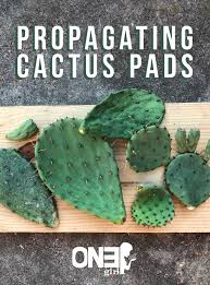 Image result for cactus cuttings