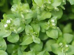 Check spelling or type a new query. Weeds Lawn Problems Finelawn