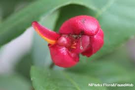 Image result for Ochna richardsiae