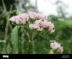 Image result for Valerianaceae