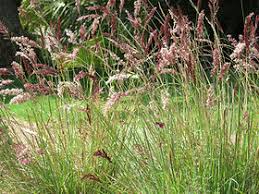 Image result for Melinis longiseta