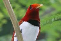 Gambar burung langka dan namanya. Gambar Burung Langka Dan Namanya