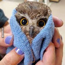 Owl taking bath in the tub. Baby Owl After A Bath 9gag