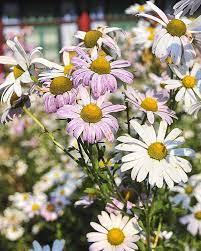 25 Different Types Of Daisies To Plant In Your Garden This Spring Types Of Daisies Drought Resistant Plants Annual Plants