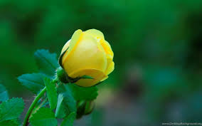 Best hd wallpapers of flowers, desktop backgrounds for pc & mac, laptop, tablet, mobile phone. Beautiful Flowers Wallpapers Free Download Desktop Backgrounds Desktop Background