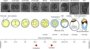 Mammalian Development Developmental Biology Interactive Human Embryo Embryonic Development Causes Of Infertility