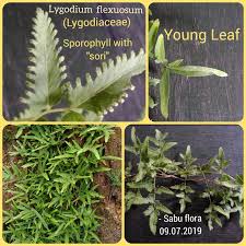 Image result for Lygodiaceae