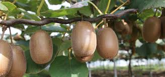 Cultiver Le Kiwi Kiwi Cultiver Jardinage Potager