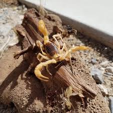 Wildlife Wednesday: Giant Desert Hairy Scorpion | Red Rock Canyon Las Vegas