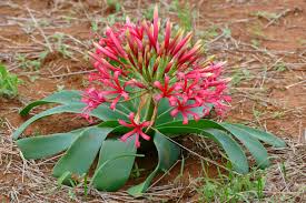 Image result for Ammocharis tinneana