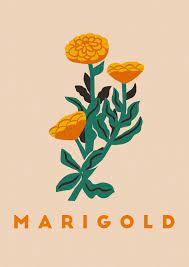 marigold print a4 21 cm x 29 7cm etsy prints naomi wilkinson illustration