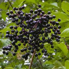 At full height, this beautiful bush can reach between 6 and 10 feet tall. Pin On Growing Herbal Oasis