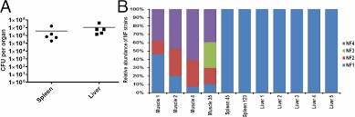 It is a severe disease that begins suddenly and spreads rapidly. Cross Talk Among Flesh Eating Aeromonas Hydrophila Strains In Mixed Infection Leading To Necrotizing Fasciitis Pnas