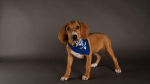 Dogs over the age of 6 months will have an adoption fee of $300. Five Maryland Dogs From Last Chance Rescue Will Paw Off In The Puppy Bowl Wbff