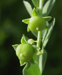 Image result for Andrachne