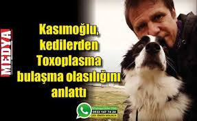 Kasimoglu Kedilerden Toxoplasma Bulasma Olasiligini Anlatti Bu Parazit Kedilerden Ziyade Tukettigimiz Besinlerden Daha Kolay Yayiliyor Medya Kesan
