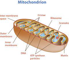 Bio 04 12 Mitochondrion With Images Mitochondria Biology Cellular Respiration