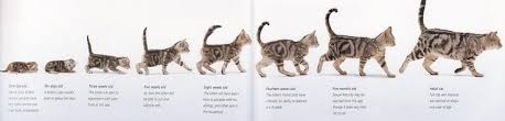 Kitten Growth Chart Qmsdnug Org