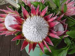 Full Size Picture Of King Protea Giant Protea I Protea Cynaroides I African Plants Trees To Plant Protea