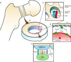 Long bones, especially the femur and tibia, are subjected to most of the load during daily activities and they are crucial for skeletal mobility. A Model Of The Hematopoietic Stem Cell Hsc Niche In Long Bones A Download Scientific Diagram