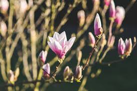 By reading gardening quotes, a lot of people are very happy and funny gardening quotes will also be seen in this post, you also get to learn a lot from quotes about gardening, because if yes. Gardening Quotes To Get You Back In The Spring Of Things Avas Flowers