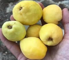 Image result for Eugenia verdcourtii