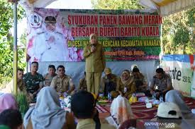 Sebelum mengetahui cara budidaya bawang merah. Petani Batola Penen Bawang Merah 50 Ton Per Hektare Antara News Kalimantan Selatan