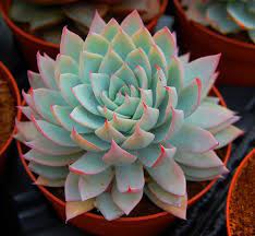 Echeveria Ebony X Cuspidata V Zaragozae Planting Succulents Cacti And Succulents Echeveria