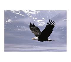 A mature bald eagle swooping in and catching a fish off the surface of the water near ketchikan, alaska. Bald Eagle Flying Over The Mountains Poster Perfect For College Dorms