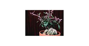 Image result for Monadenium rugosum