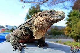Grand Cayman Blue Rock Iguana From Monty S Traveling Reptile Show Reptile Show Animals Reptiles