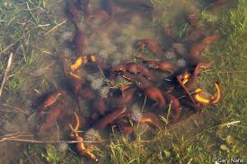 Image result for california newts
