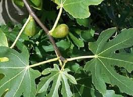 Résultat de recherche d'images pour "brunswick fig leaf and fruit"