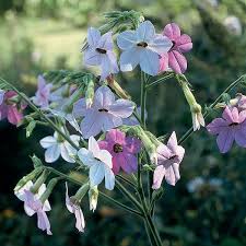 Image result for Nicotiana