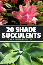 20 Shade Succulents For Sun Starved Yards Succulents Succulents Garden Plants