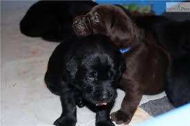 These energetic labradoodle puppies are a cross between the standard poodle & the labrador retriever. Grey Labrador Retriever Puppy For Sale Near Central Michigan Michigan C65173b9 C9c1 Labrador Retriever Retriever Labrador Retriever Puppies