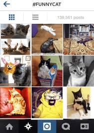 When you post a photo of your cat on social media, use one of instead, stick to a funny cat joke or cute quote that shows how much you love your kitty. 20 Funny Hashtags To Boost Likes Freemake