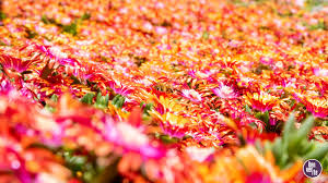 40 Denver Zoom Backgrounds That You May Or May Not Want For Your Next Team Call Denverite The Denver Site Each image displays sunny sunflowers that will brighten up your zoom virtual meetings. 40 denver zoom backgrounds that you may