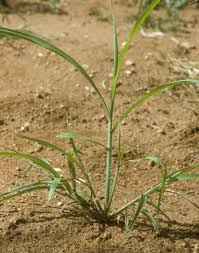 Image result for Rottboellia