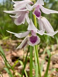 Image result for Orthochilus euanthus