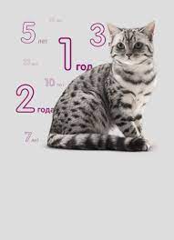 vospitanie stati v razdele koshka ot goda na whiskas ru