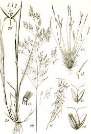 Image result for Digitaria appropinquata