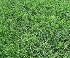Bermuda grass flourishes in sites with full, direct sun and good drainage. How To Make Bermuda Grass Thicker And Greener Lawnsbesty