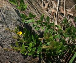 Image result for Rhynchosia clivorum