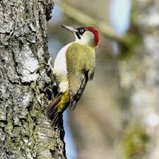 Oiseaux Du Ciel Pic Vert Oiseaux Des Jardins Oiseaux Oiseaux Du Ciel