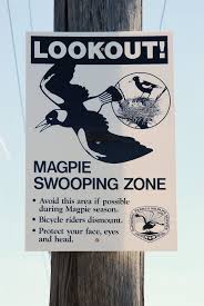 A springtime surge of magpie attacks in australia has caused an increase in eye injuries and prompted warnings by authorities about the risks of being clawed during swooping season. When Magpies Attack The Swooping Dive Bombing Menace And How To Avoid Them Birds The Guardian