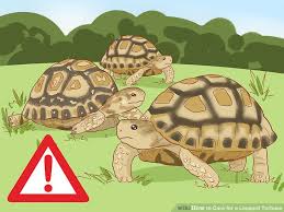 3 Ways To Care For A Leopard Tortoise Wikihow