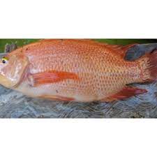 Ikan Nila Besar Shopee Indonesia