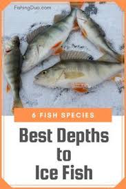 Ungutted fish will last for 24 to 48 hours on ice. Pin On Ice Fishing House