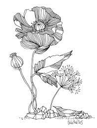 pavot et fioritures les chosettes dessin fleur illustrations de fleurs art illustration coloriage enfants renne